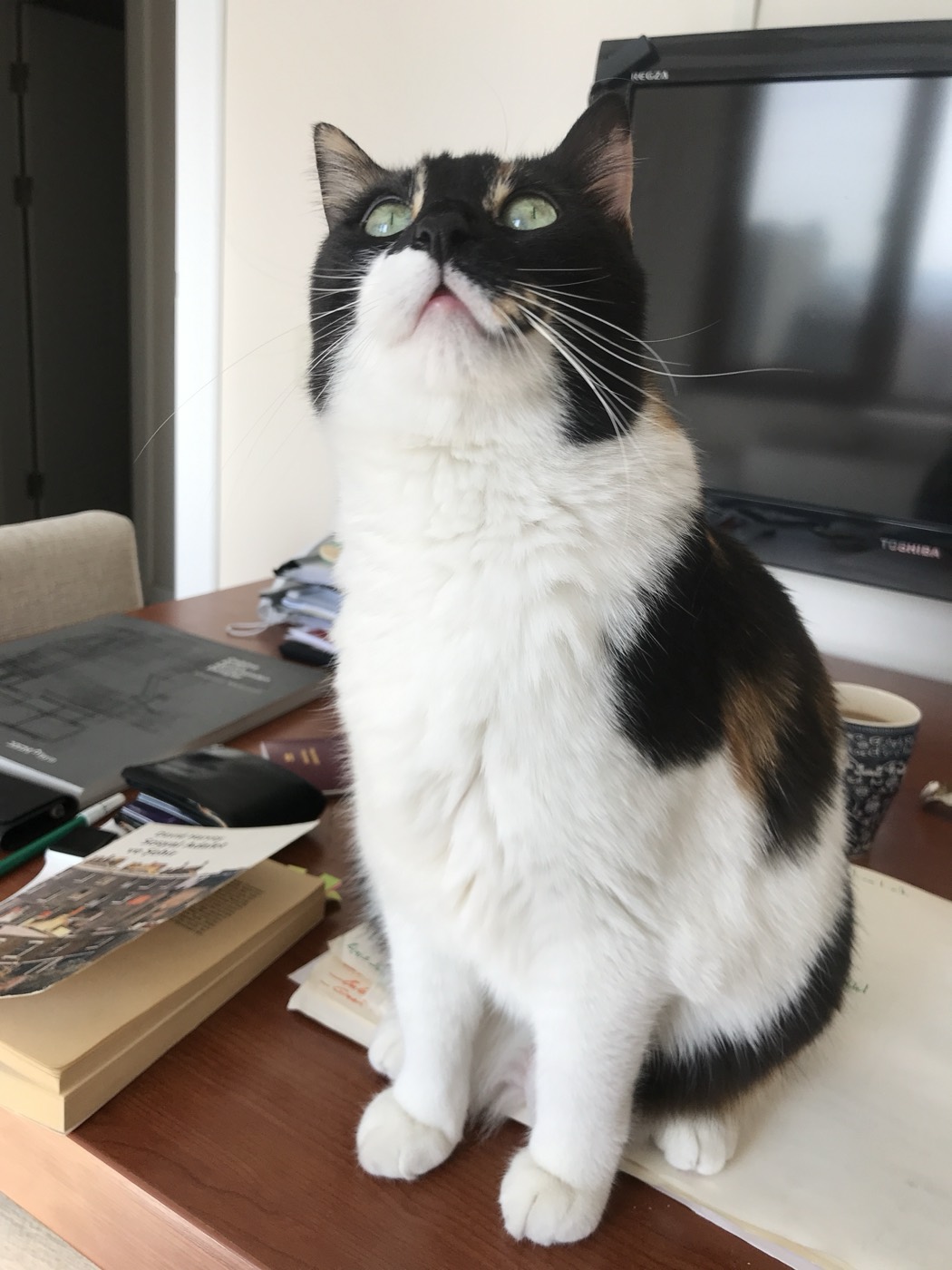 Kahve, the cat the module is named after